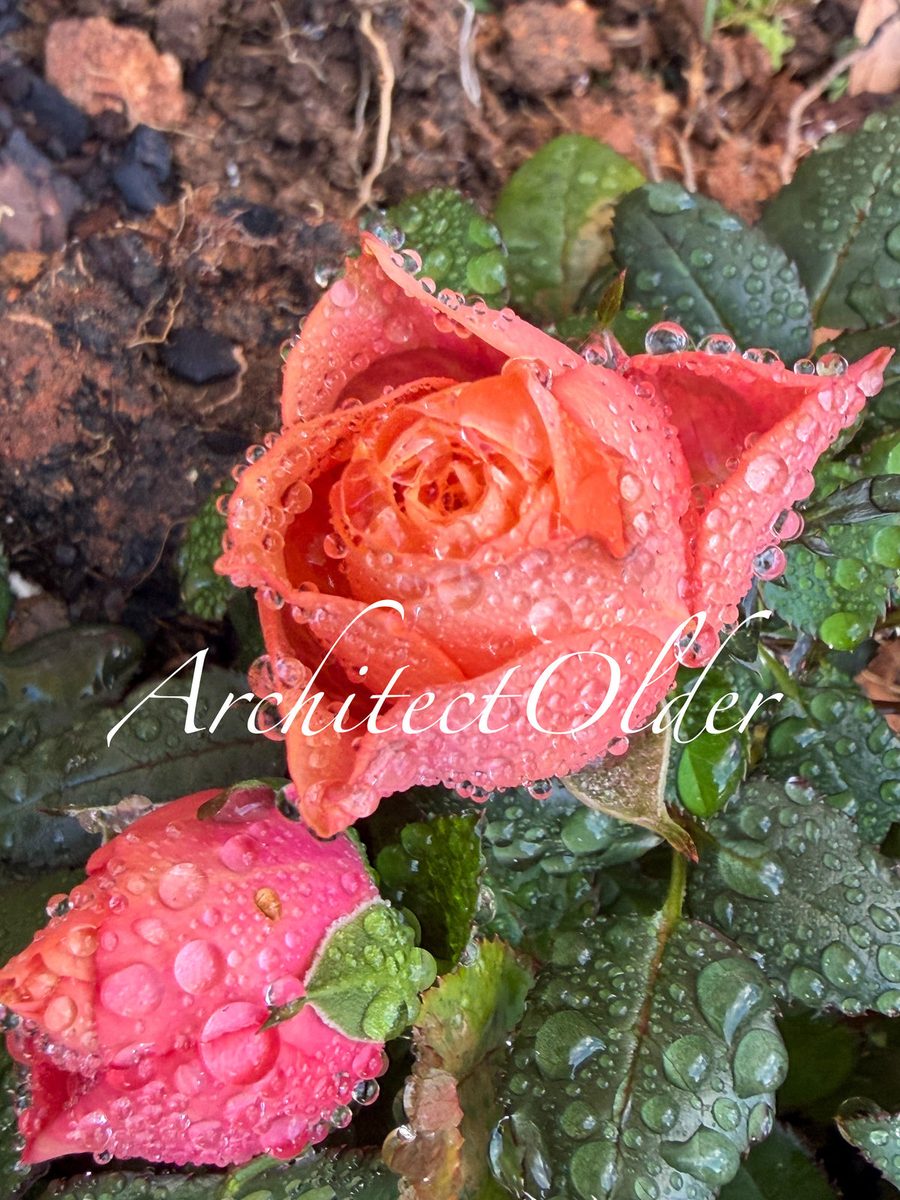 Rain on the Roses print by Architectolder